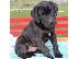 PoulaTo: Διαθέσιμα κουτάβια Cane Corso.